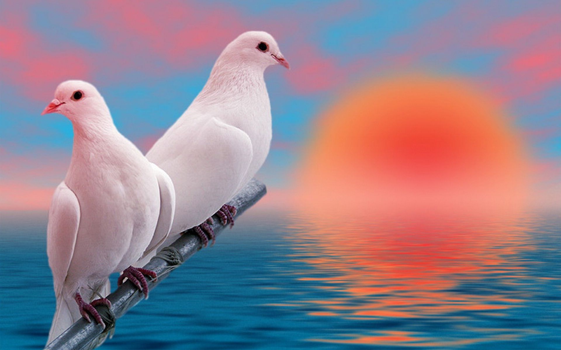 white pigeons